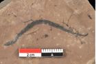 Foto (Detailansicht) von Aronium extinctum Ettingshausen (NHMW-GEO-2024-0188-0454)